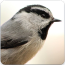 Chickadee Bird Call : Chickadee Bird Song APK