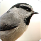 Chickadee Bird Call : Chickadee Bird Song icon