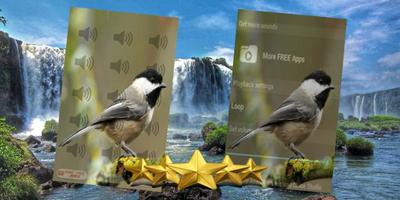 Chickadee Bird Call : Chickadee Bird Song poster