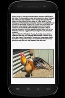 Chicken Info Book capture d'écran 3