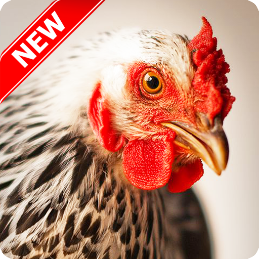 Chicken Wallpaper APK for Android – Download Chicken Wallpaper APK Latest Version from Chicken Wallpaper APK for Android – Download Chicken Wallpaper APK Latest Version from