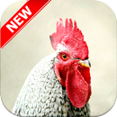 Chicken Wallpapers aplikacja