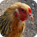 Chicken Wallpaper aplikacja