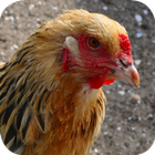 Chicken Wallpaper icon