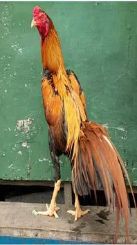 chicken Fighter Wallpaper for Android - APK Download