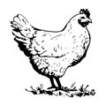 The Chicken Game