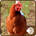 Chicken Sounds