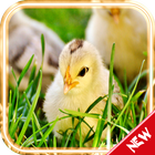 Chicks HD Live Wallpaper أيقونة