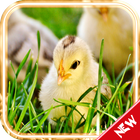 Chicks HD Live Wallpaper icône