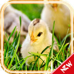 Chicks HD Live Wallpaper APK