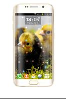 Chicks HD Live Wallpaper syot layar 1