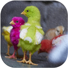 Chicks Wallpapers-icoon