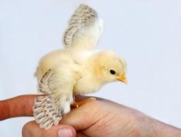 Chicks Wallpapers 截圖 1