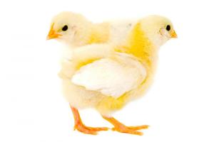 2 Schermata Chicks Wallpapers