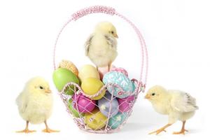 Chicks Wallpapers скриншот 3