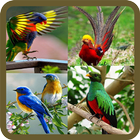 Animated Birds GIF آئیکن