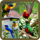 Animated Birds GIF icône