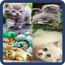 Animated Cat GIF APK