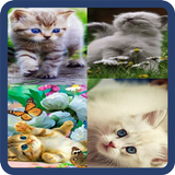 Animated Cat GIF icon