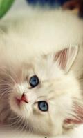 Animated Cat GIF โปสเตอร์