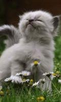 Animated Cat GIF ภาพหน้าจอ 1