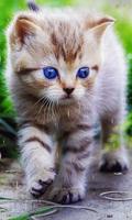 Animated Cat GIF ภาพหน้าจอ 2