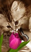 Animated Cat GIF ภาพหน้าจอ 3