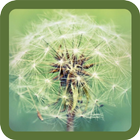 Animated Dandelion biểu tượng