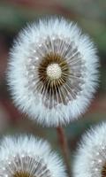 Animated Dandelion capture d'écran 3