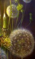 Animated Dandelion Affiche