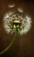 Animated Dandelion 截图 1