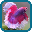 ”Betta Fish Beauty