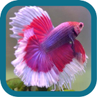 Betta Fish Beauty icono