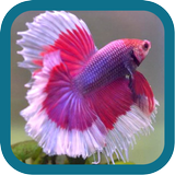 Betta Fish Beauty icon