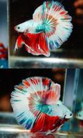 Betta Fish Beauty plakat