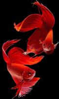 Betta Fish Beauty captura de pantalla 1