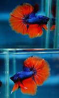 Betta Fish Beauty скриншот 2