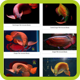 Dragon Fish Arowana Beauty icon