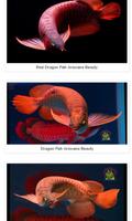Poster Dragon Fish Arowana Beauty