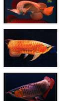 Dragon Fish Arowana Beauty ảnh chụp màn hình 2