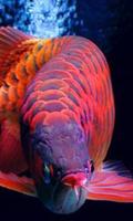 Dragon Fish Arowana Beauty تصوير الشاشة 3