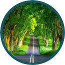 Forest road beauty APK