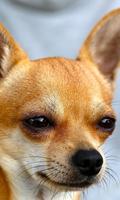 Chihuahua Wallpaper-poster