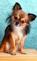 Chihuahua Wallpaper screenshot 2