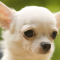 chihuahua backgrounds