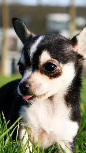 Descarga de APK de Cachorros chihuahua para Android Descarga de APK de Cachorros chihuahua para Android
