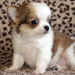 Anak Anjing Chihuahua LWP