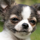 Cachorros De Chihuahua De LWP icono