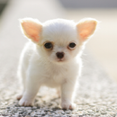 Chihuahua Puppies APK