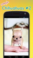 Cute Chihuahuas Wallpaper imagem de tela 2